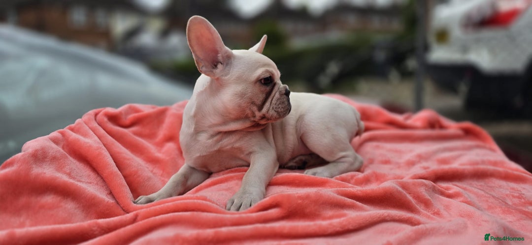 French Bulldog dogs for sale:  Platinum French Bulldog pup - Image 2