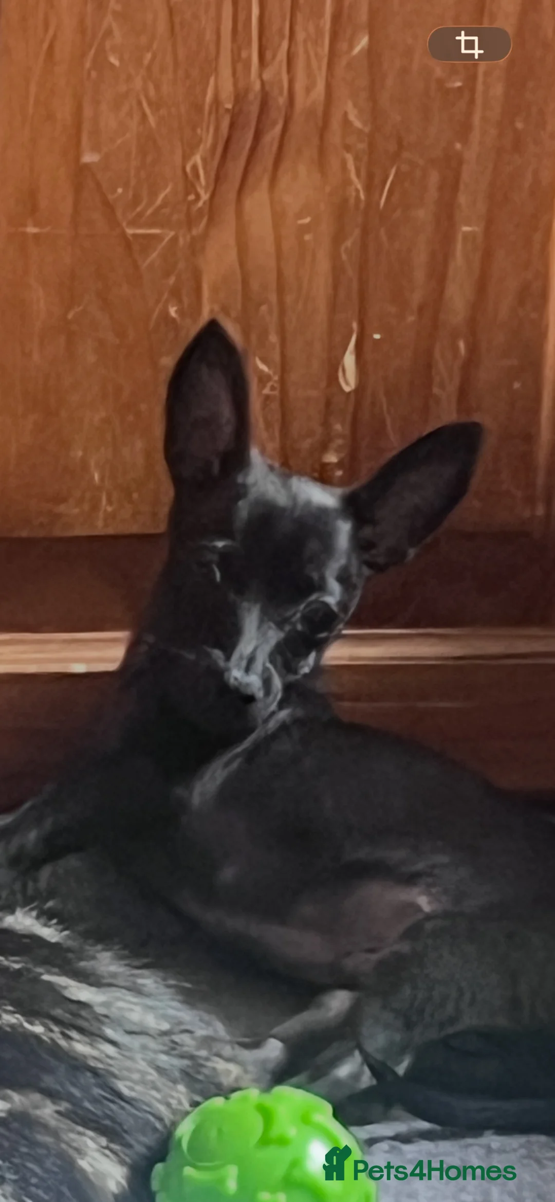 Chihuahua dogs for sale: Male chihuahua  in Penarth - Advert 2