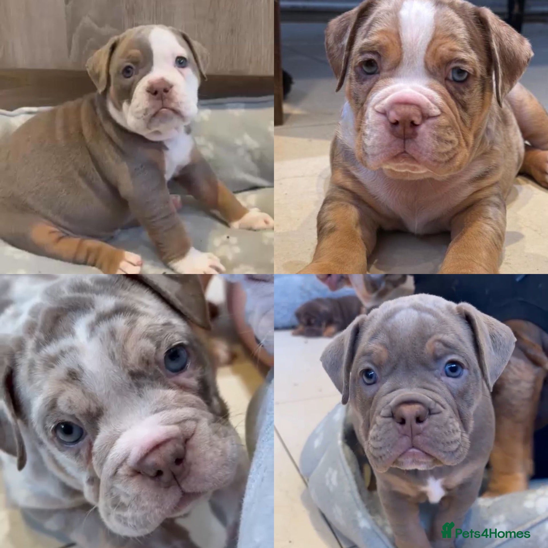 Olde English Bulldogge dogs Old English bulldogs  - Advert 1