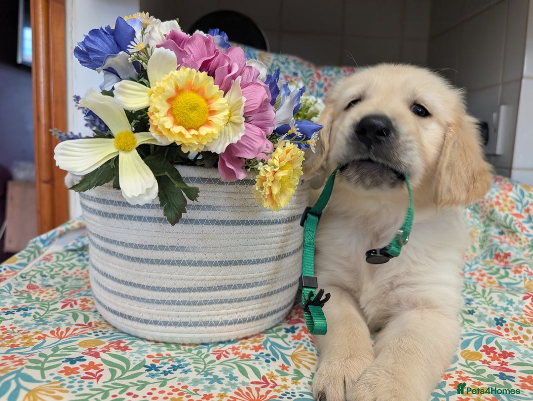 Golden Retriever dogs for sale:  KC Registered Golden Retriever Puppies.  - Image 9