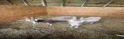 Goats livestock for sale: Toppenburg goats  - Advert 2