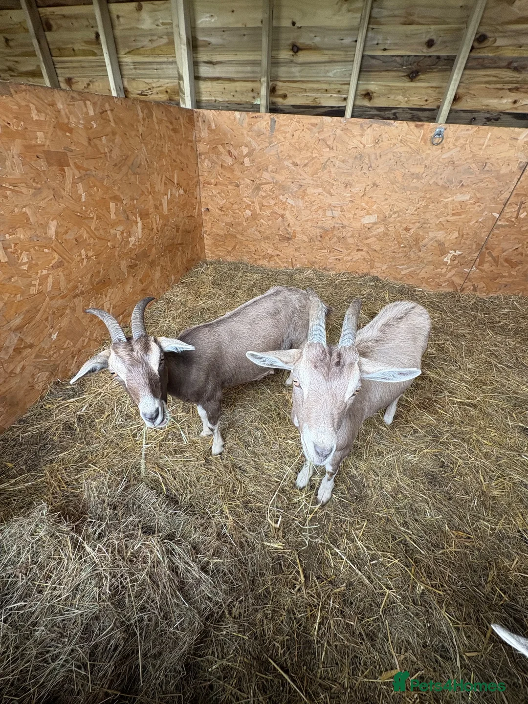 Goats livestock for sale: Toppenburg goats  - Advert 2