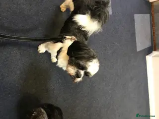 Mixed Breed dogs Bentley beautiful boy in Cannock - Advert 9