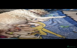 Golden Retriever dogs for sale: 🐾🐕 3 male Golden Retriever Puppies 🐶 🐕‍🦺 - Image 30