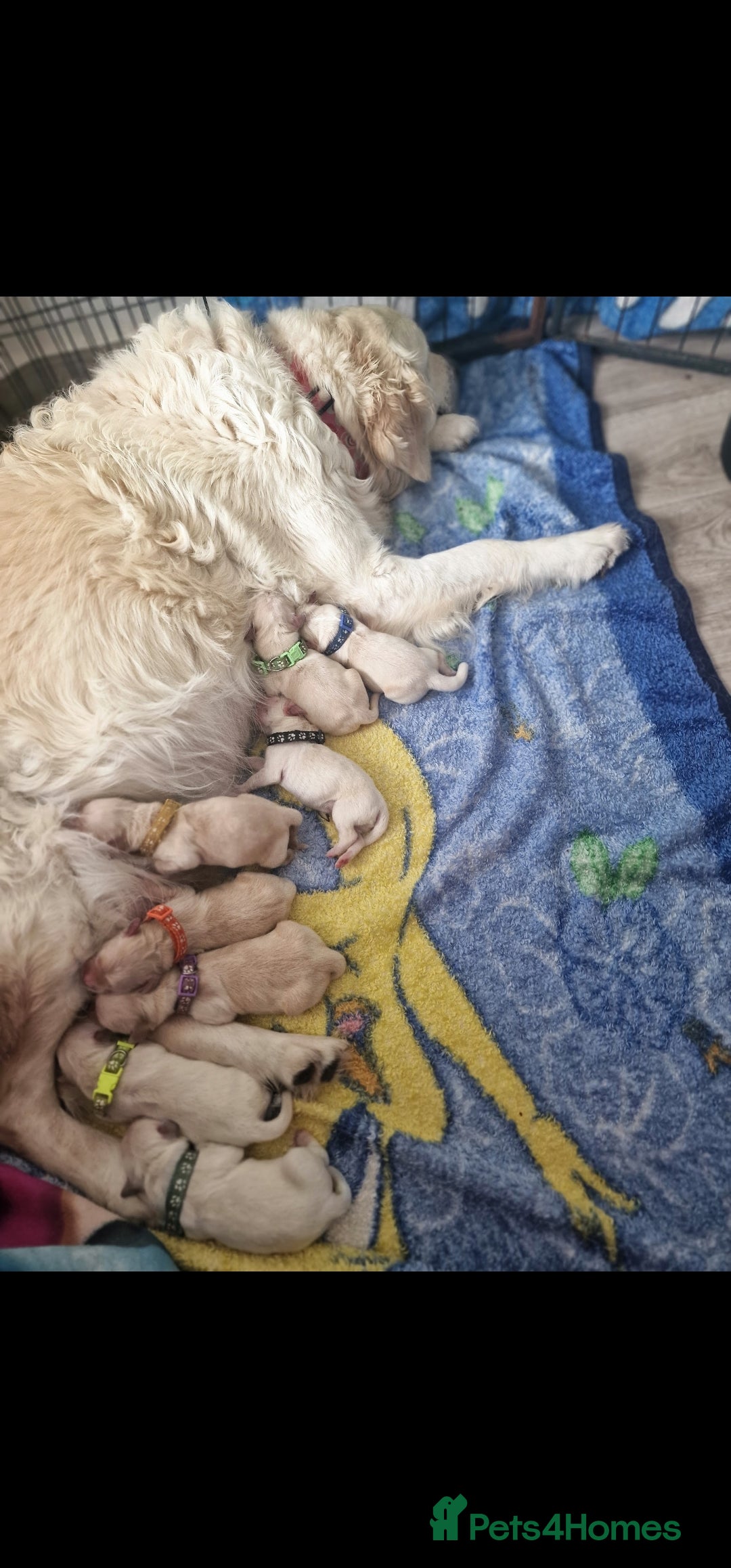 Golden Retriever dogs for sale: 🐾🐕 3 male Golden Retriever Puppies 🐶 🐕‍🦺 - Image 30