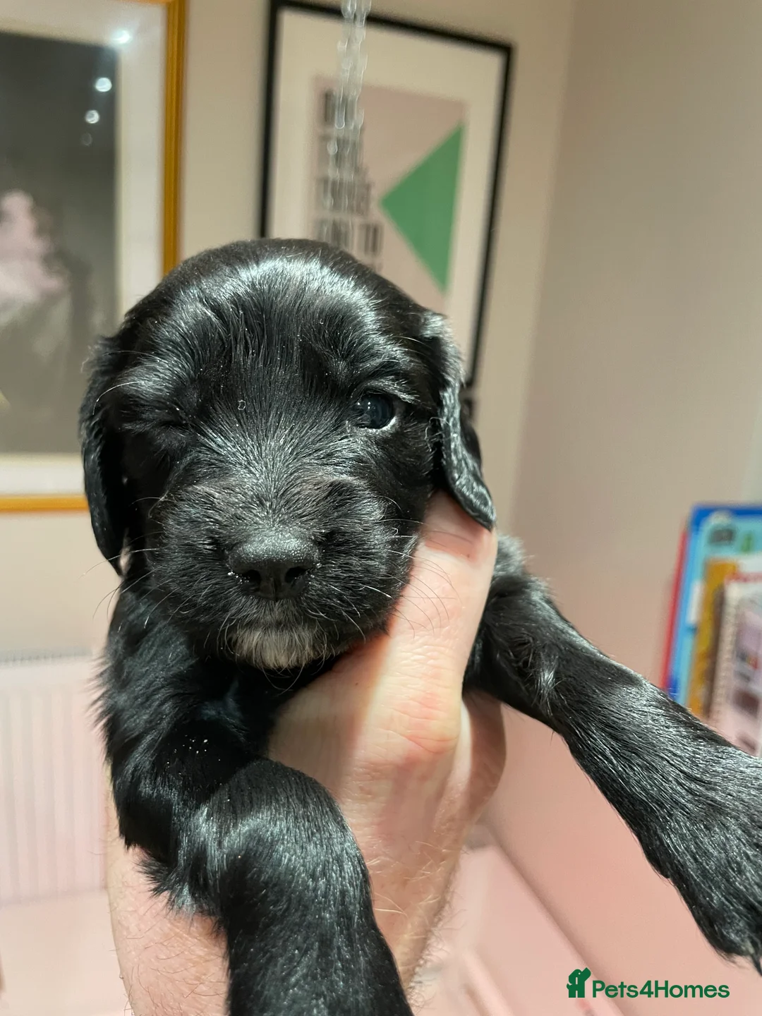 Sprocker dogs for sale: BEAUTIFUL LITTER OF SPROCKER PUPS Springer/Cocker - Advert 2