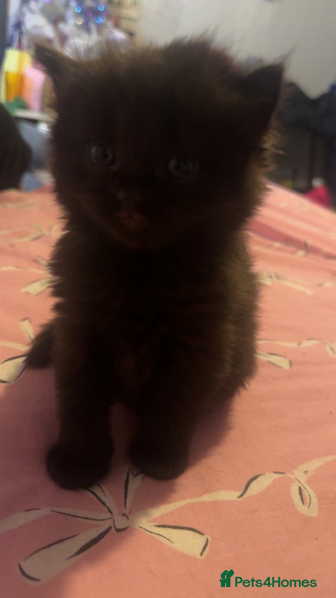 Mixed Breed cats for sale: Kittens  - Advert 10