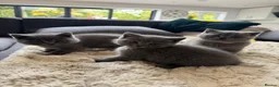 British Shorthair cats for sale: 5 British Shorthair Kittens 🐈‍⬛  - Advert 6