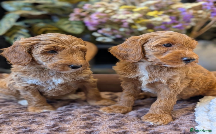 Australian Labradoodle dogs - Advert 1