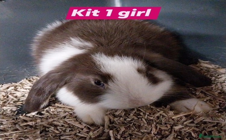 Mini Lop rabbits - Advert 7
