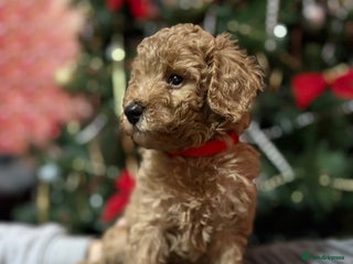 Cavapoochon dogs Cavapoochon - Advert 2