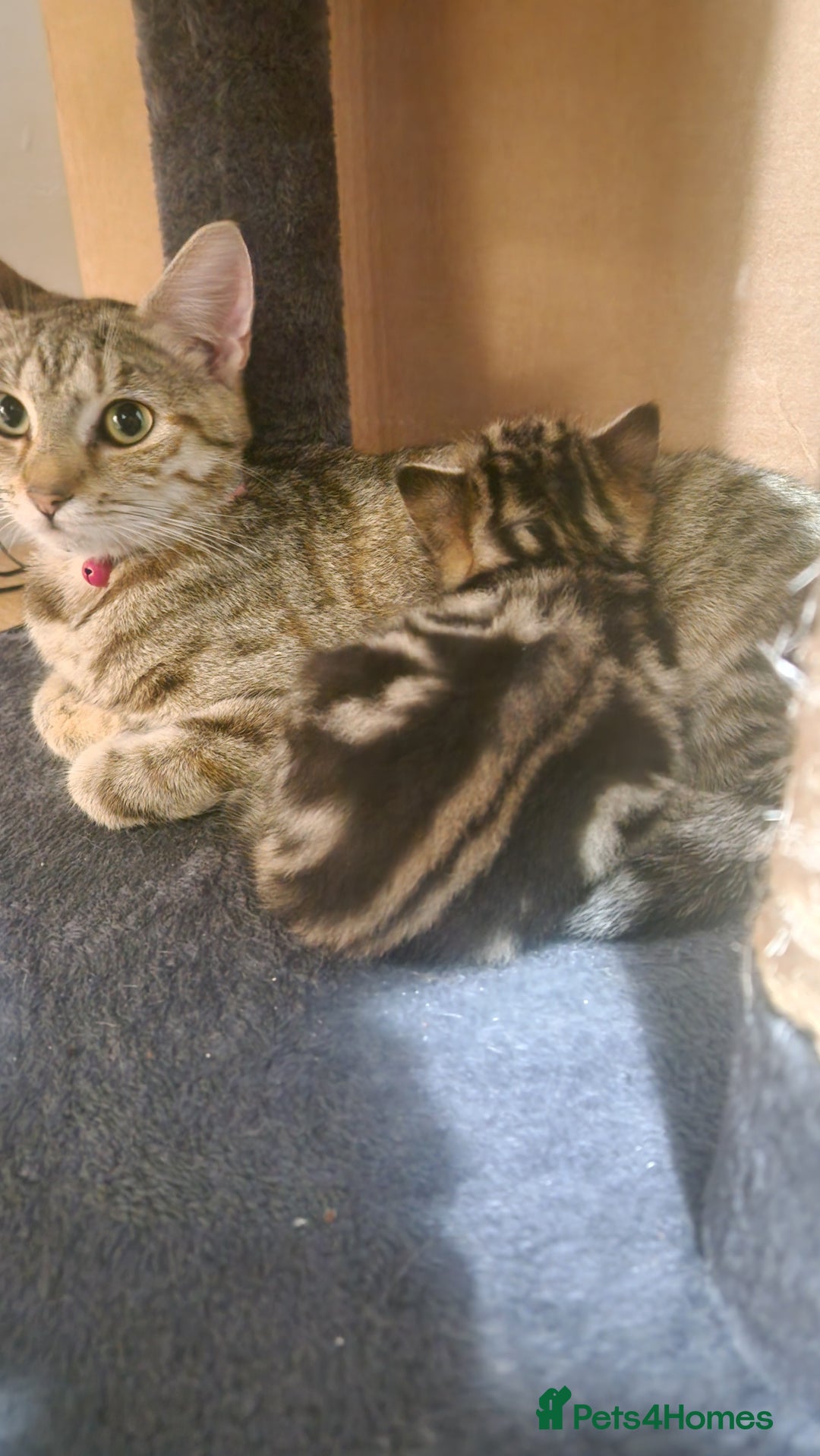 Siberian cats for sale: Siberian/bengal cross kitten  - Image 4