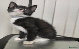 Mixed Breed cats for sale: 6 adorable kittens available  - Advert 3