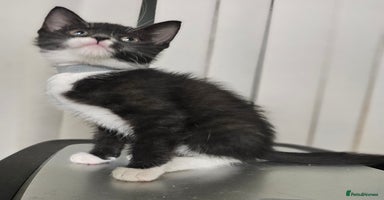 Mixed Breed cats 6 adorable kittens available  - Advert 6