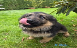 German Shepherd dogs for sale: Beautiful German shepherd puppies  - Image 22
