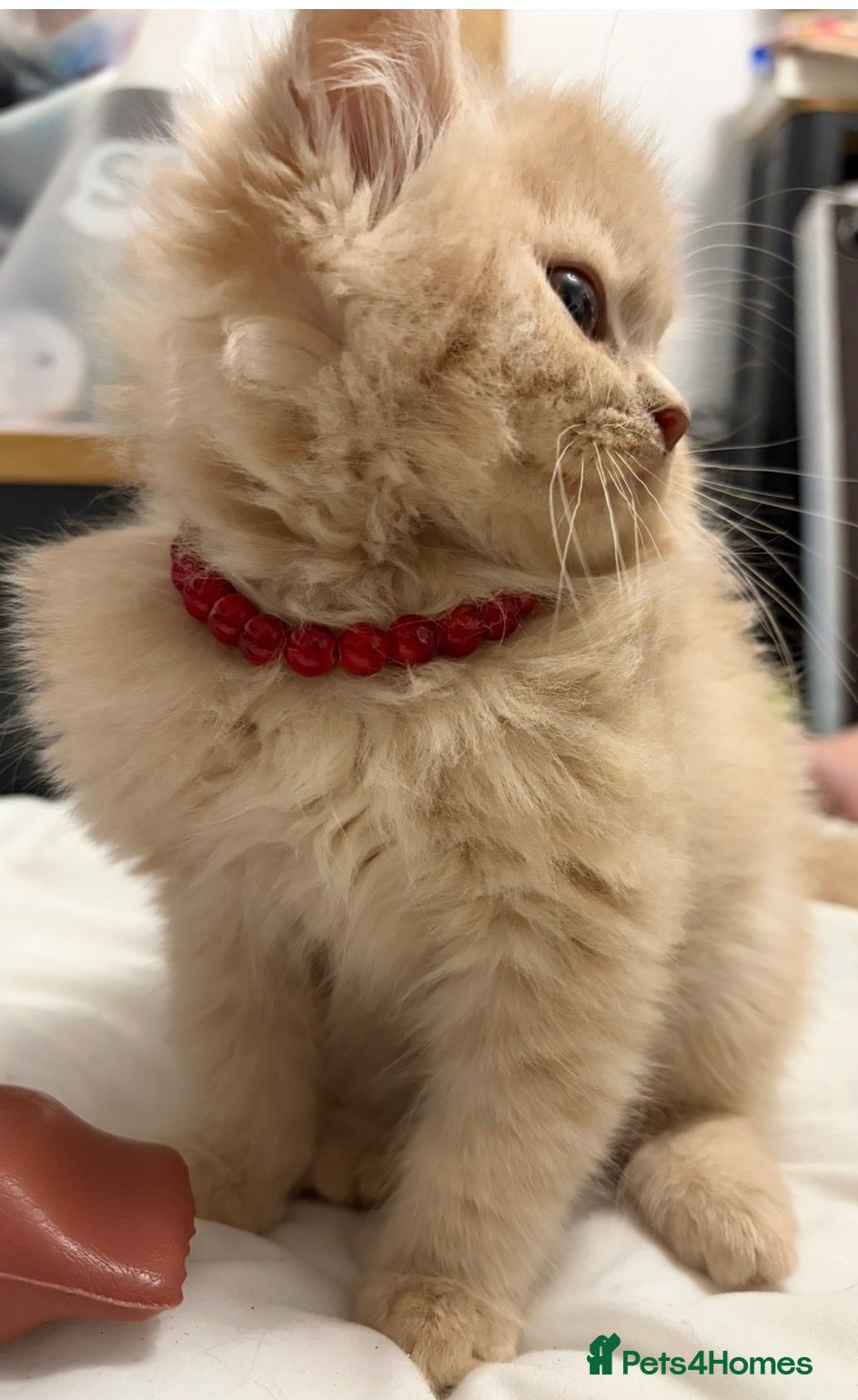 Mixed Breed cats for sale: Absolutely beautiful British shorthair X mainecoon - Advert 22