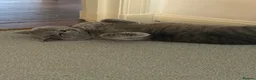 British Shorthair cats for sale: 🐾 GCCF Registered Blue British Shorthair Stud - Advert 4