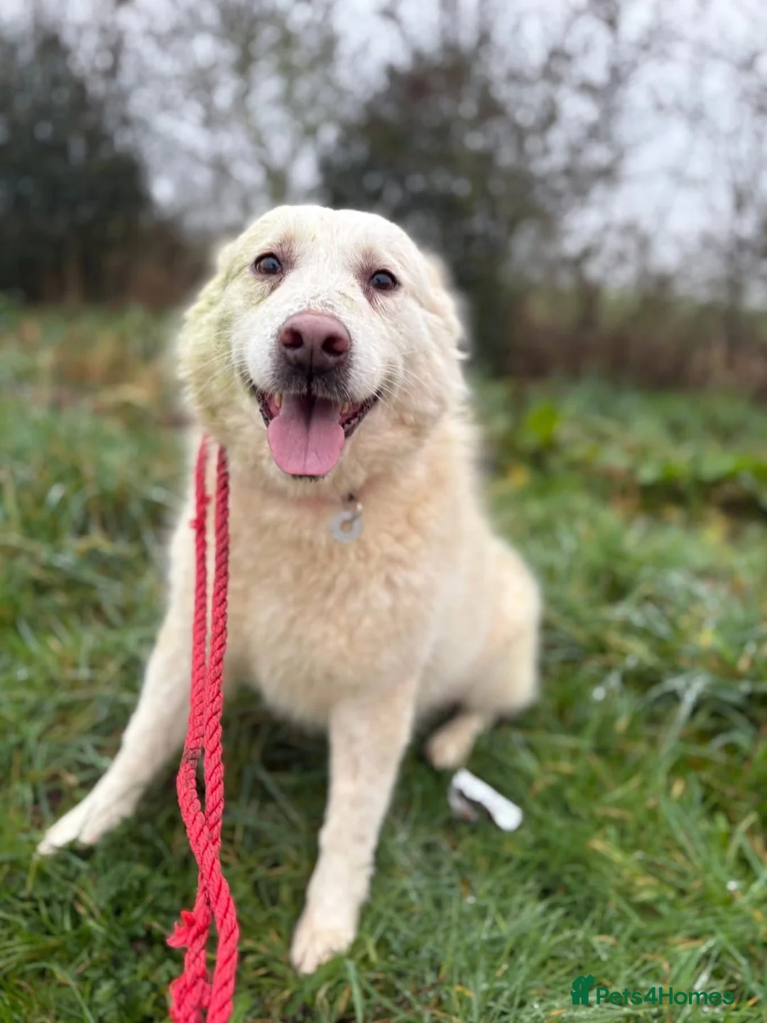 Mixed Breed dogs for adoption: Granny - Norwich Norwich  - Advert 8