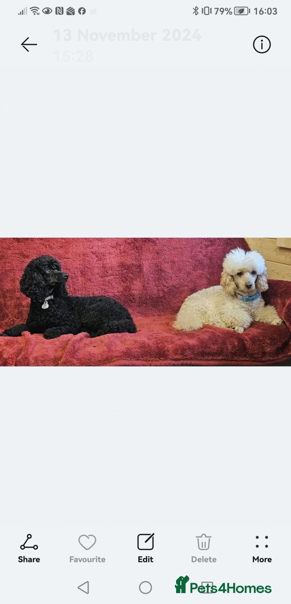 Poodle dogs Miniature poodle black excellent breeding - Advert 2
