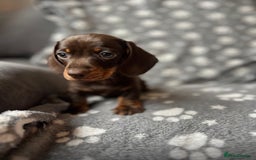 Miniature Dachshund dogs for sale: Miniature dachshund   - Image 2