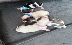 Biewer Terrier dogs for sale: 4 Biewer Terrier Puppies for Sale in Cheshire  - Image 15
