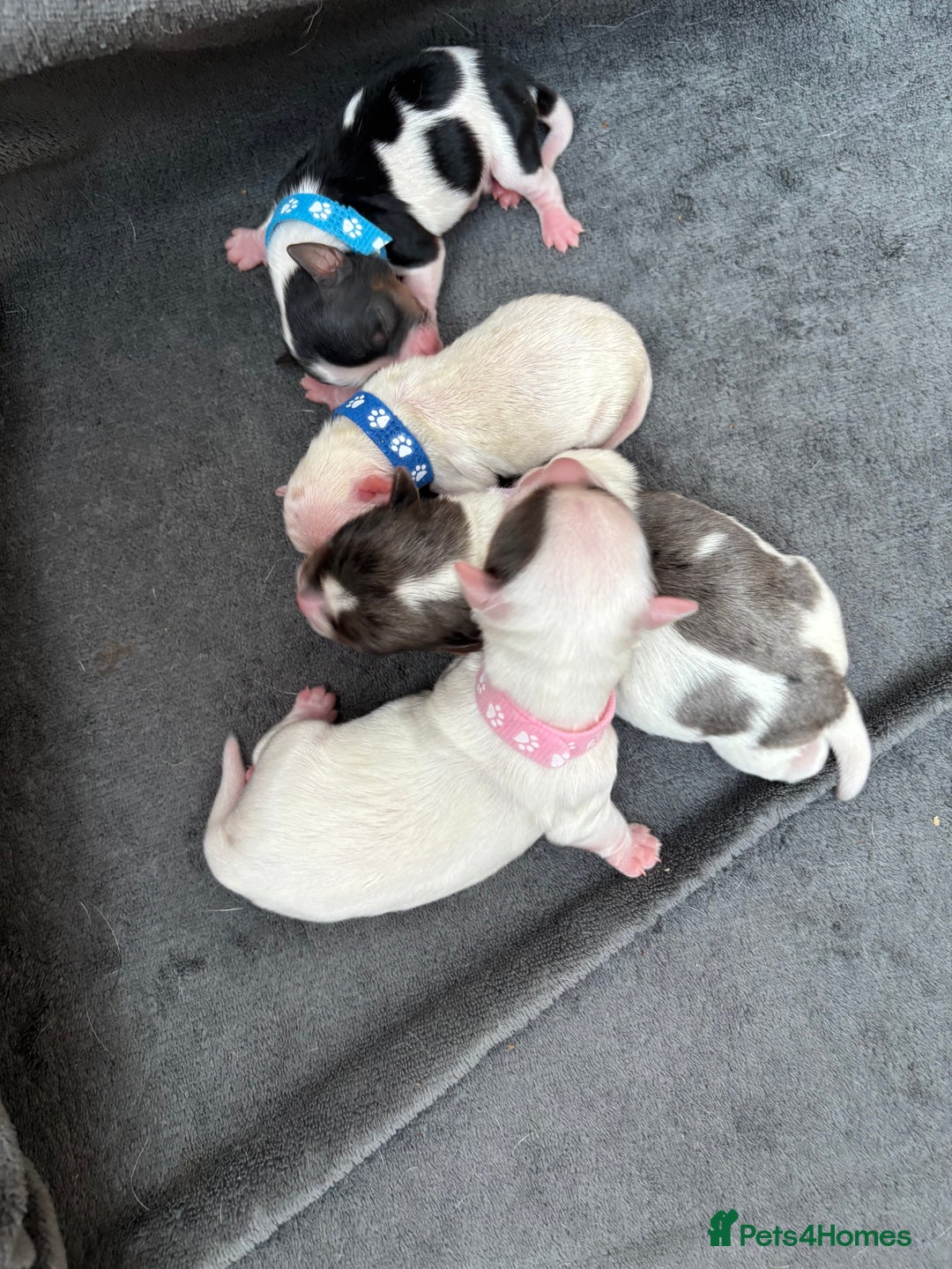 Biewer Terrier dogs for sale: 4 Biewer Terrier Puppies for Sale in Cheshire  - Image 15