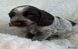 Cocker Spaniel dogs for sale: Chocolate roan show type cocker spaniels - Image 4
