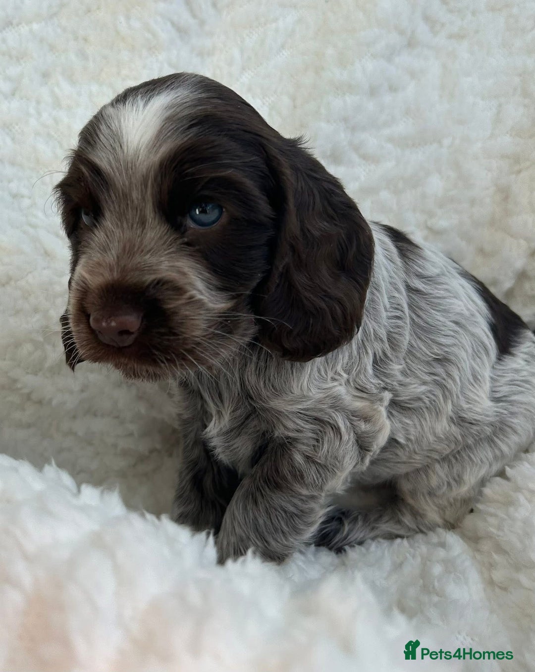 Cocker Spaniel dogs for sale: Chocolate roan show type cocker spaniels - Image 4