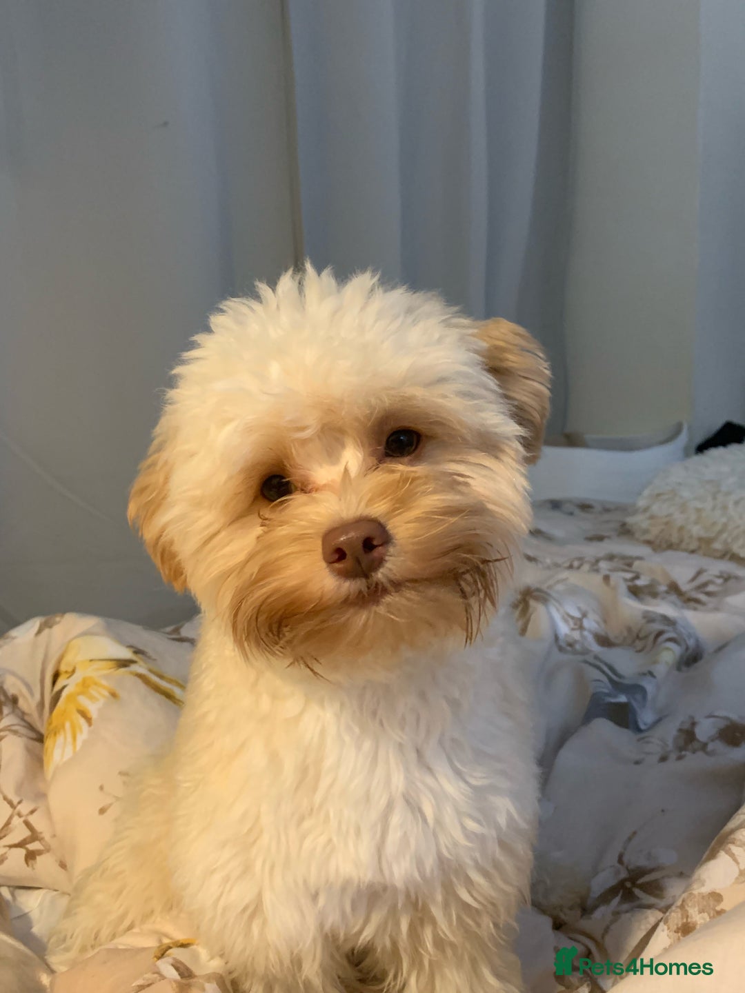 Chipoo dogs for sale: Pretzel ChihuahuaxPoodle - Image 6