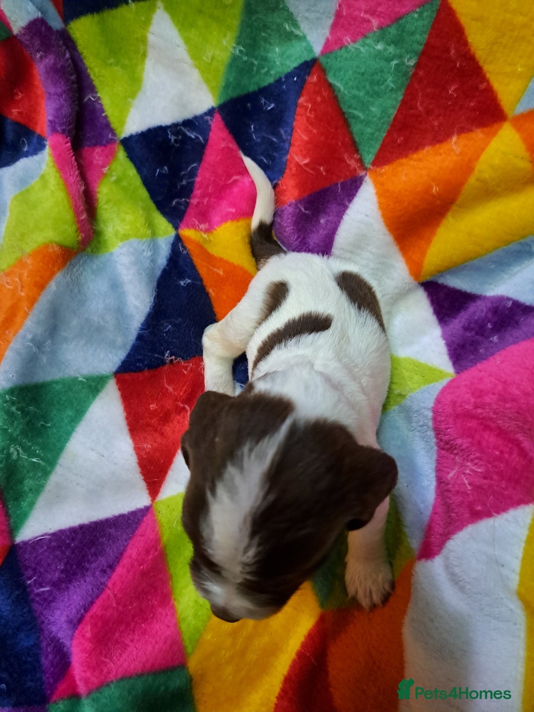 English Springer Spaniel dogs for sale: English springer spaniel pups - Image 8