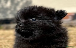Pomeranian dogs for sale: 3 Little Girls Looking for Love! - Image 20