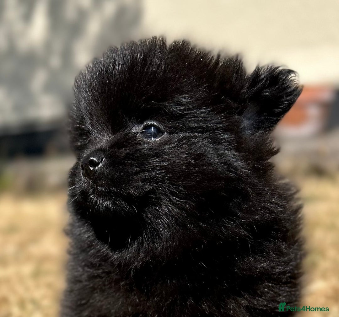 Pomeranian dogs for sale: 3 Little Girls Looking for Love! - Image 20