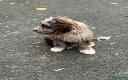 Cockapoo dogs for sale: Toy CockerPoo - Image 4