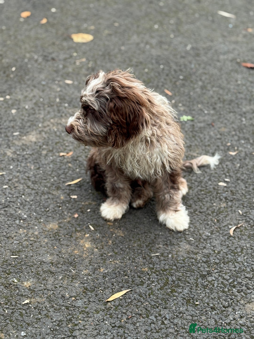 Cockapoo dogs for sale: Toy CockerPoo - Image 4