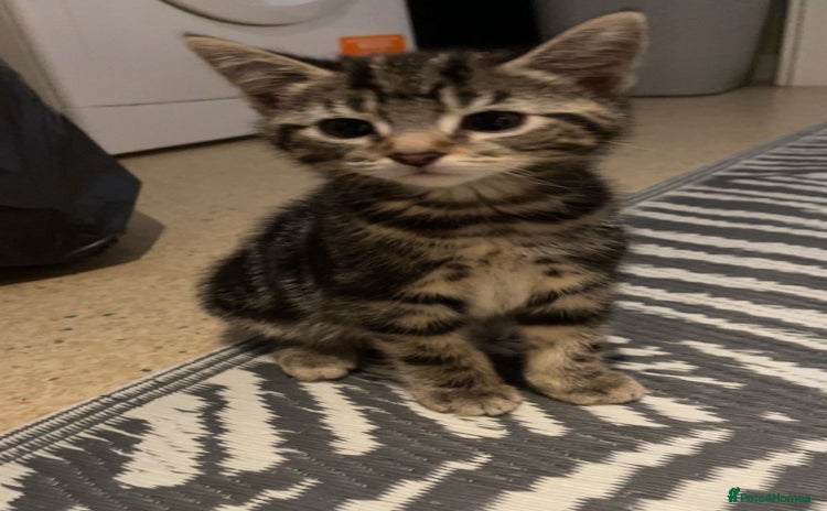 British Shorthair cats Beautiful bsh kittens - Advert 3