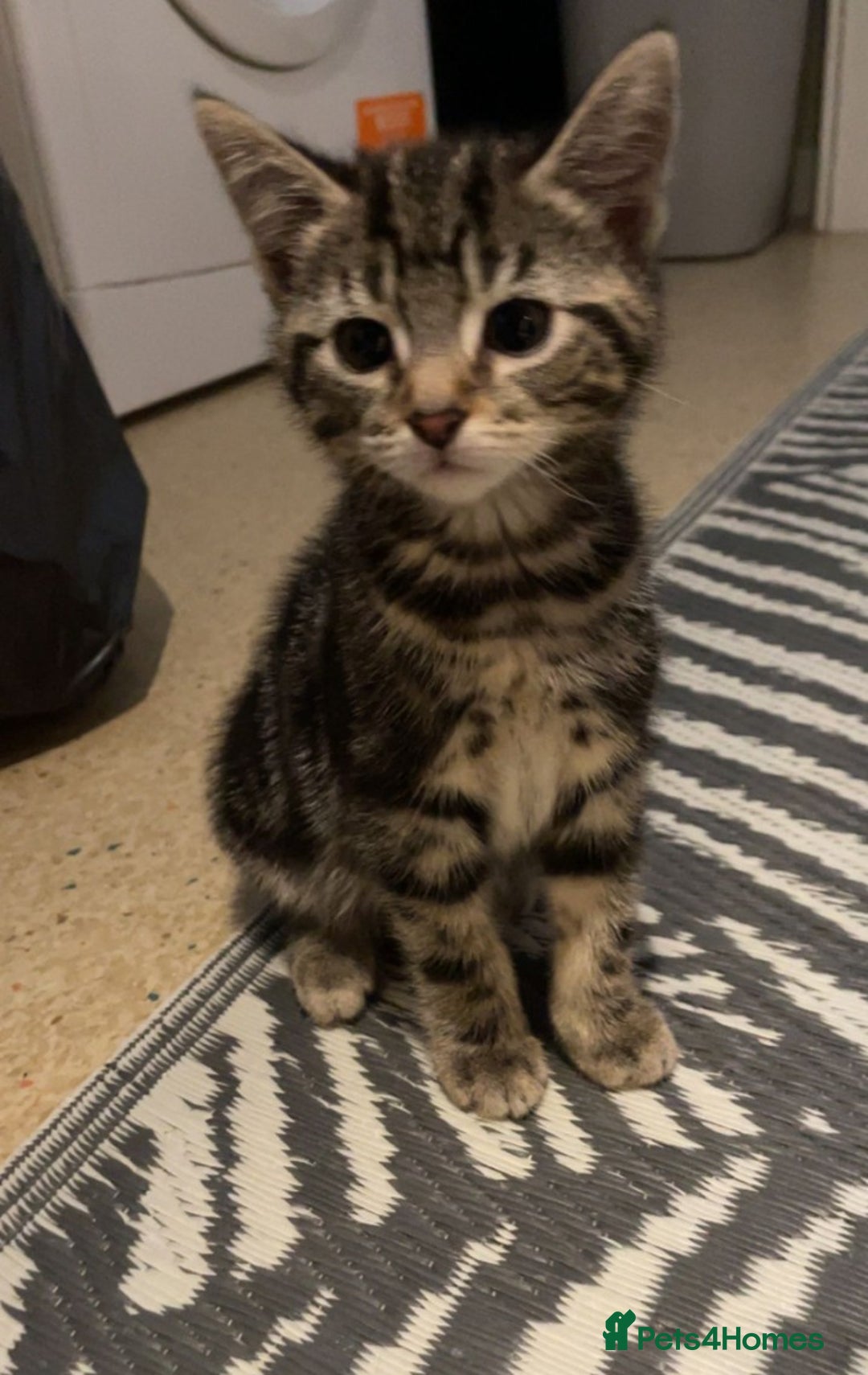 British Shorthair cats for sale: Beautiful bsh kittens - Advert 2