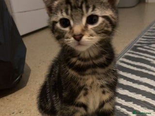 British Shorthair cats Beautiful bsh kittens - Advert 14