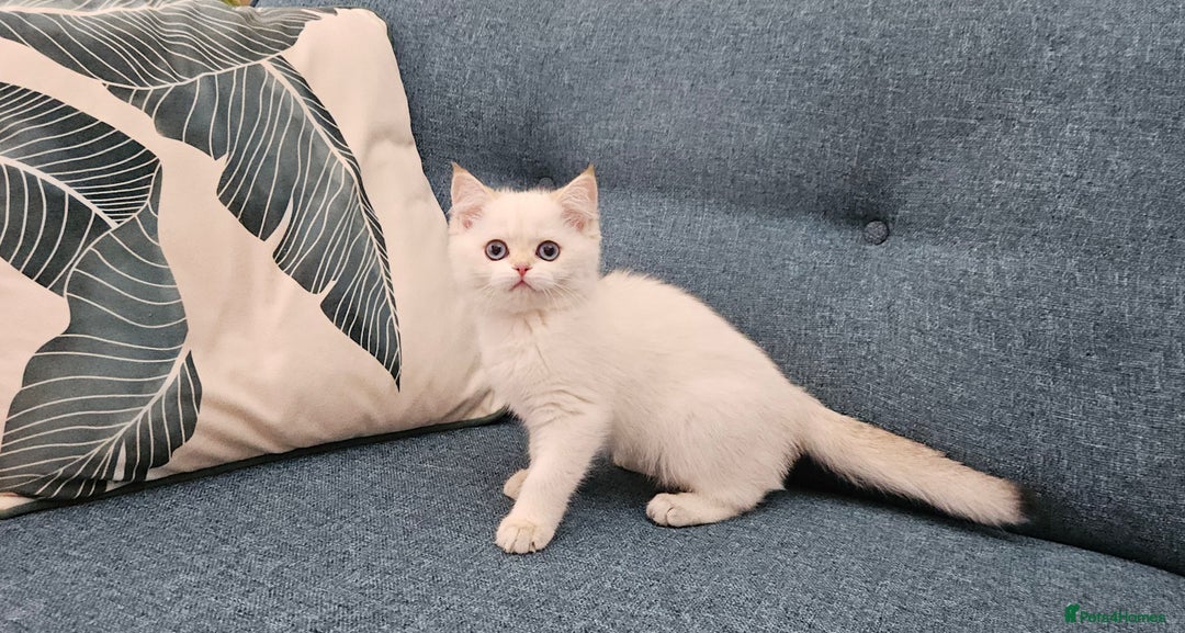 Scottish Fold cats for sale: Excellent Scottish straight kittens  - Image 21