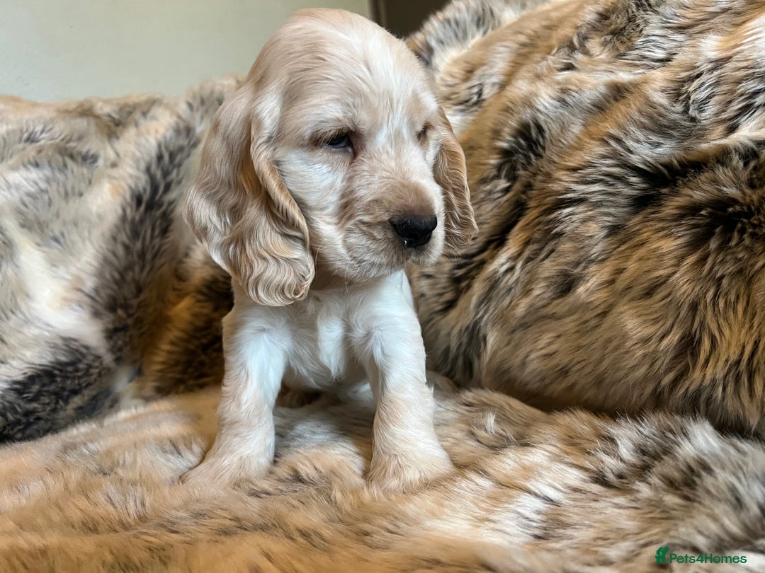 Cocker Spaniel dogs for sale: KC SHOW COCKERS - EXTENSIVE HEALTH TEST PARENTS - Advert 5