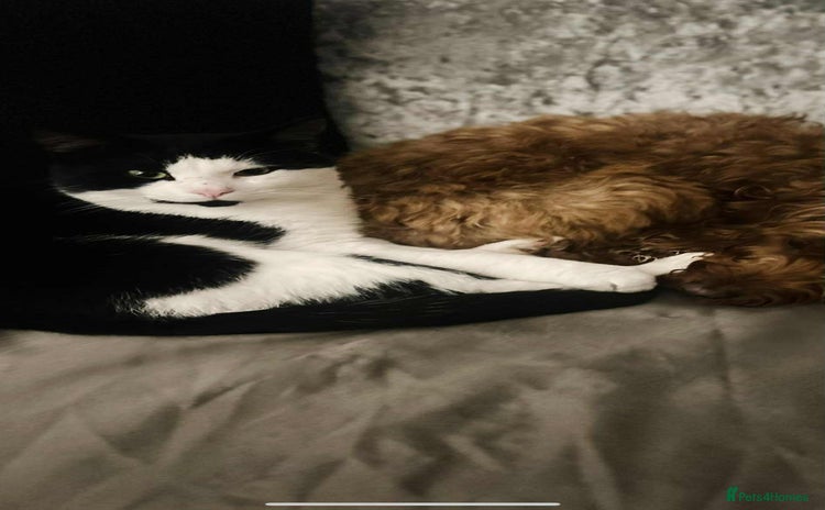 Mixed Breed cats - Advert 15