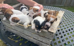 Jack Russell dogs for sale: Jack Russell puppies - Image 8
