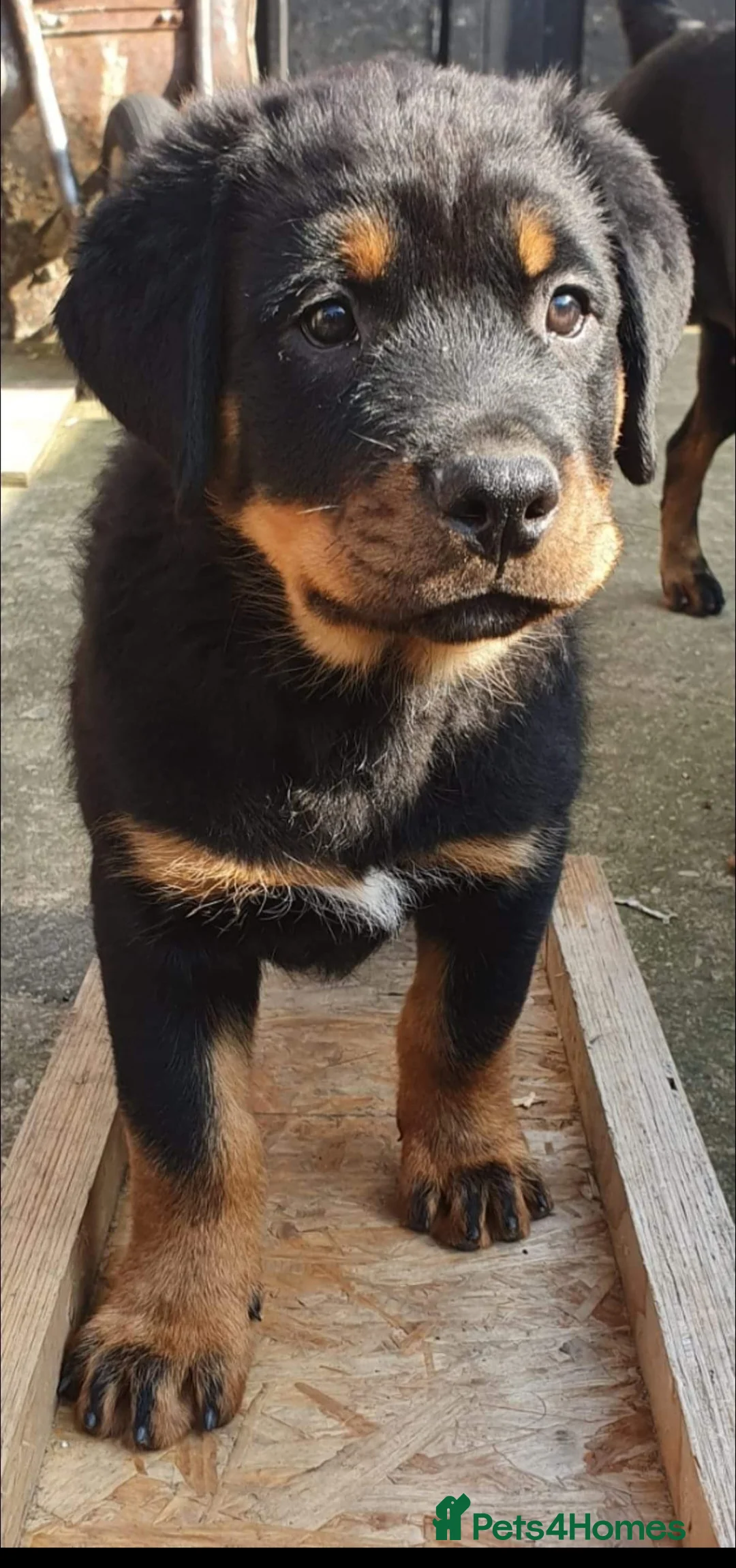 Rottweiler dogs for stud: STUNNING ROTTWEILER FOR STUD - Advert 11