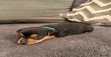 Jack Russell dogs Stunning Jack Russell pups  - Advert 3