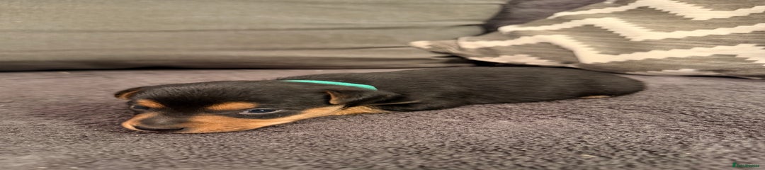 Jack Russell Puppy 1 - green collar 