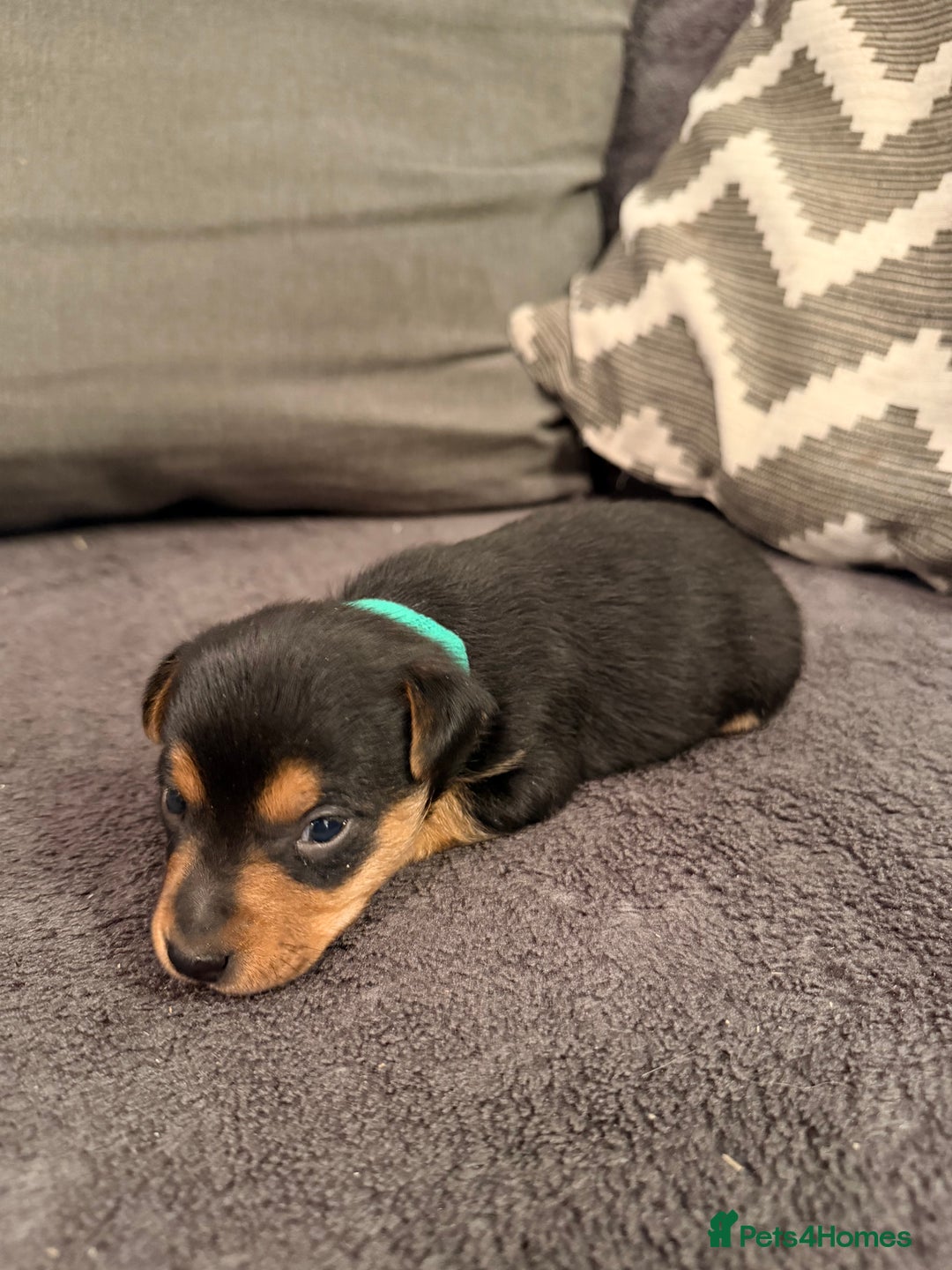 Jack Russell dogs for sale: Stunning Jack Russell pups  - Advert 2