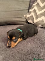 Jack Russell dogs Stunning Jack Russell pups - Advert 2