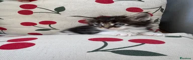 Maine Coon 5