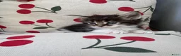 Maine Coon cats for sale:  Maine Coon Kittens  - Advert 6