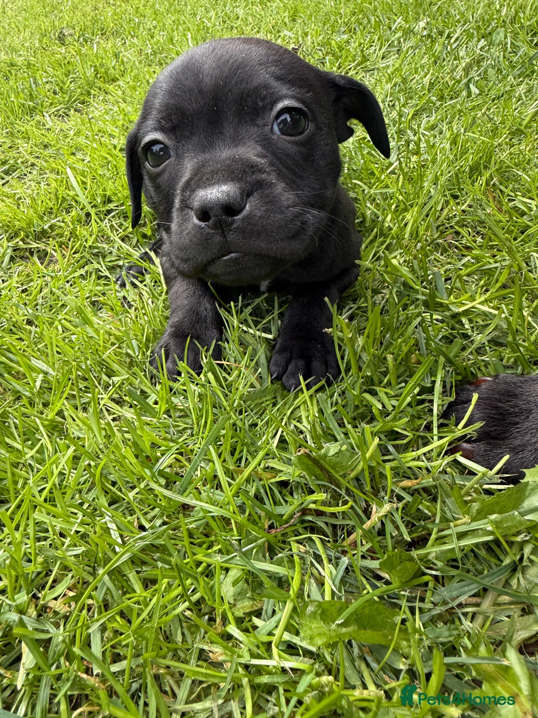 Staffordshire Bull Terrier dogs for sale: Staffy pups, KC reg, excellent pedigree  - Advert 2