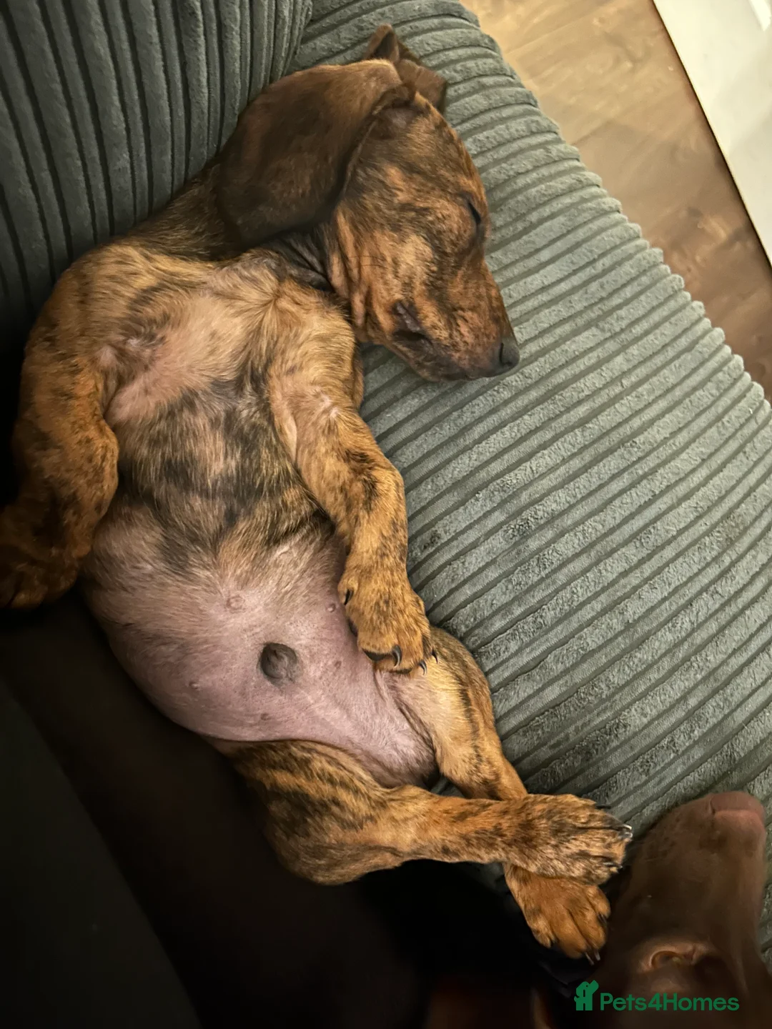 Mixed Breed dogs for sale: Male Dachshund cross for Sale  in Rowley Regis - Advert 4